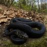 Biacco - Western whip snake (Hierophis carbonarius)