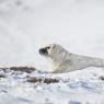 Foca grigia - Grey Seal (Halichoerus grypus)