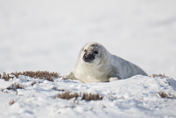 Foca grigia - Grey Seal (Halichoerus grypus)