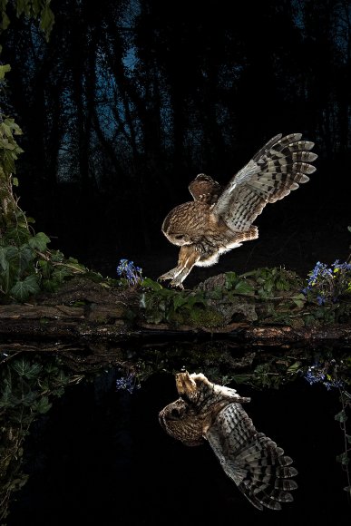 Allocco - Tawny owl