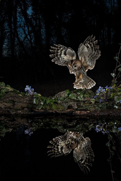 Allocco - Tawny owl