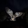 Gufo comune - Long eared owl