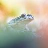 Pelodite punteggiato - Parsley frog