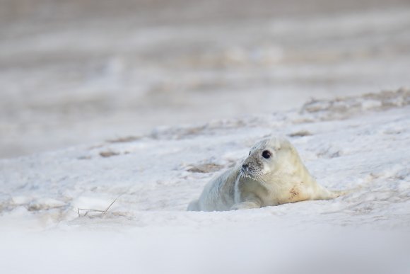 Foca grigia - Grey Seal (Halichoerus grypus)