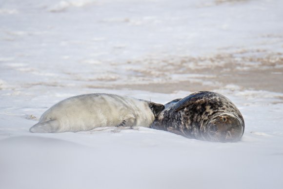 Foca grigia - Grey Seal (Halichoerus grypus)