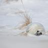 Foca grigia - Grey Seal (Halichoerus grypus)