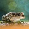 Pelobate fosco -  Common Spadefoot (Pelobates fuscus)