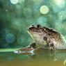 Pelobate fosco -  Common Spadefoot (Pelobates fuscus)