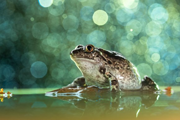 Pelobate fosco -  Common Spadefoot (Pelobates fuscus)