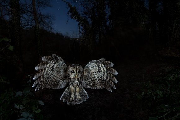 Allocco - Tawny owl