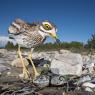 Occhione - Stone curlew