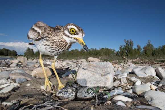 Occhione - Stone curlew