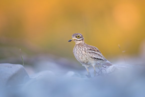 Occhione - Stone curlew