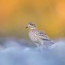 Occhione - Stone curlew