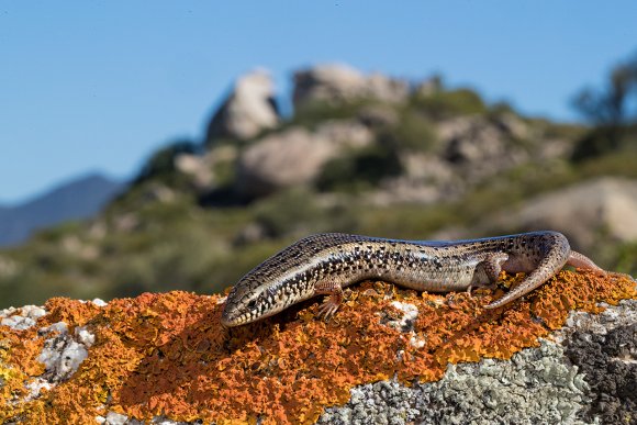 Gongilo - Ocellated skink (Chalcides ocellatus)