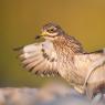 Occhione - Stone curlew