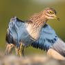 Occhione - Stone curlew