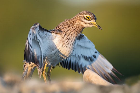 Occhione - Stone curlew