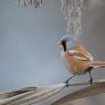 Basettino - Bearded Tit (Panurus biarmicus)