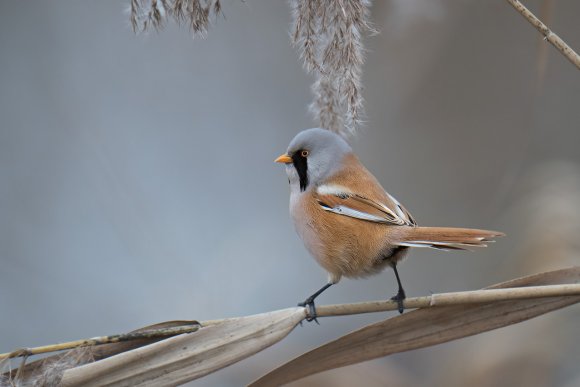 Basettino - Bearded Tit (Panurus biarmicus)