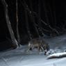 Lupo italico - Italian wolf (Canis lupus italicus)