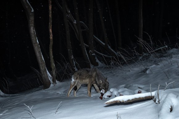 Lupo italico - Italian wolf (Canis lupus italicus)