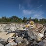 Occhione - Stone curlew