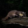 Martora - Pine marten