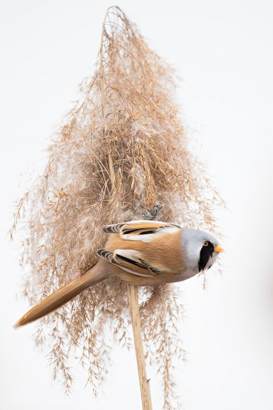 Basettino - Bearded Tit (Panurus biarmicus)