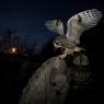 Gufo comune - Long eared owl