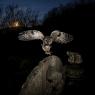 Gufo comune - Long eared owl