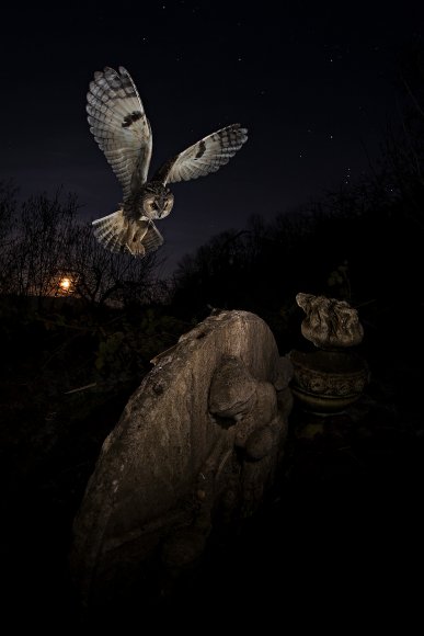 Gufo comune - Long eared owl