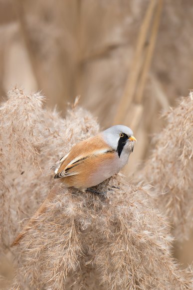 Basettino - Bearded Tit (Panurus biarmicus)