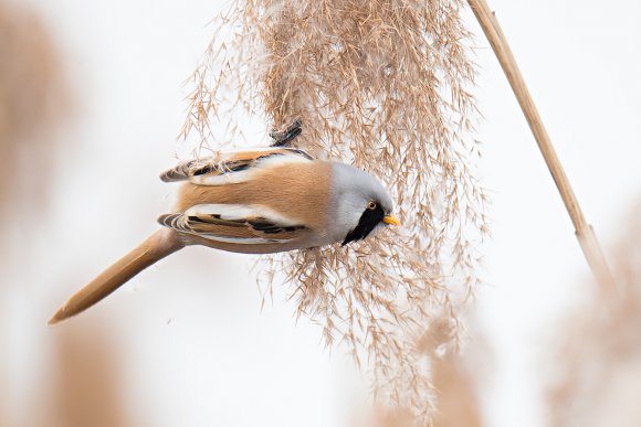 Basettino - Bearded Tit (Panurus biarmicus)