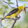 Rigogolo - Golden oriole (Oriolus oriolus)