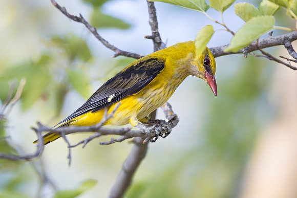 Rigogolo - Golden oriole (Oriolus oriolus)