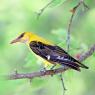 Rigogolo - Golden oriole (Oriolus oriolus)