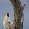 Cercopiteco verde - Vervet Monkey