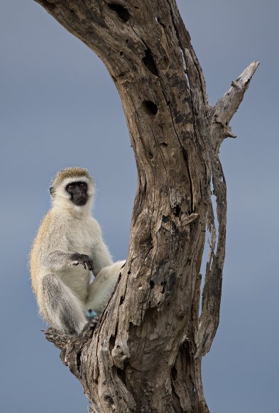 Cercopiteco verde - Vervet Monkey