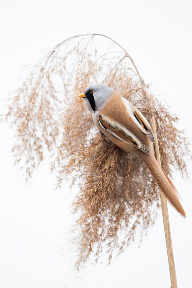 Basettino - Bearded Tit (Panurus biarmicus)