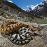 Vipera aspis aspis - Asp viper