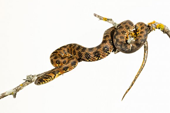 Natrice viperina - Viperine snake (Natrix Maura)