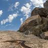 Gongilo - Ocellated skink (Chalcides ocellatus)