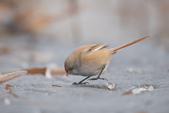 Basettino - Bearded Tit (Panurus biarmicus)