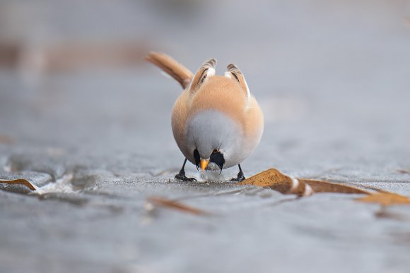 Basettino - Bearded Tit (Panurus biarmicus)