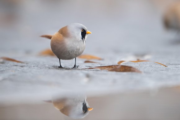 Basettino - Bearded Tit (Panurus biarmicus)