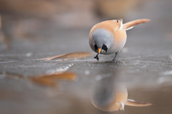 Basettino - Bearded Tit (Panurus biarmicus)