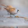 Basettino - Bearded Tit (Panurus biarmicus)