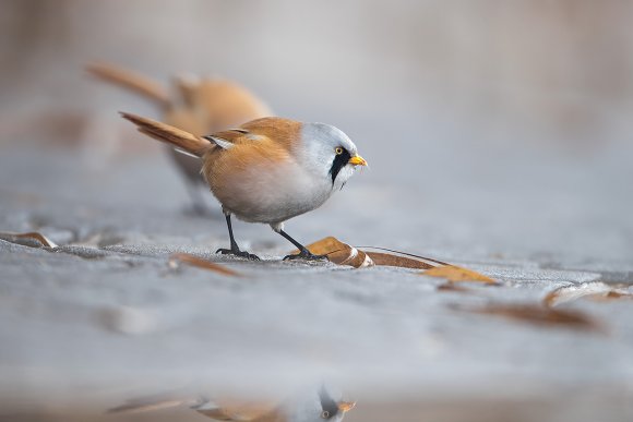 Basettino - Bearded Tit (Panurus biarmicus)