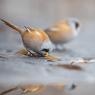 Basettino - Bearded Tit (Panurus biarmicus)